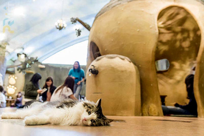 quán cafe mèo nổi danh được giới trẻ Nhật mê tít