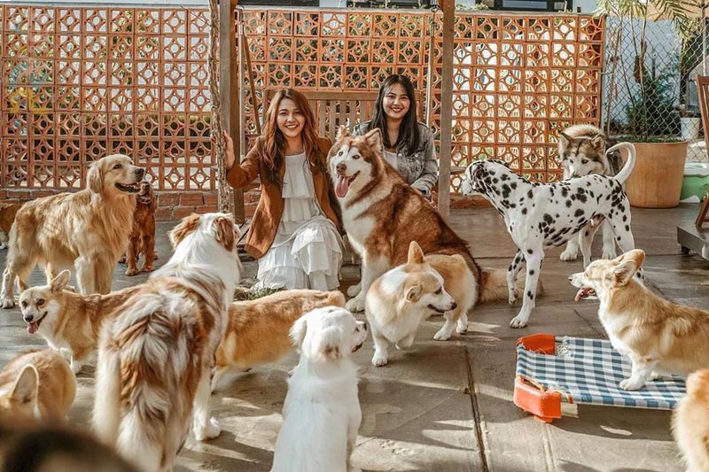 Kinh doanh quán cafe thú cưng – xu hướng khởi nghiệp cực HOT cho giới trẻ